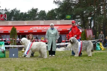 stredoeurop. víťaz, pes, suka