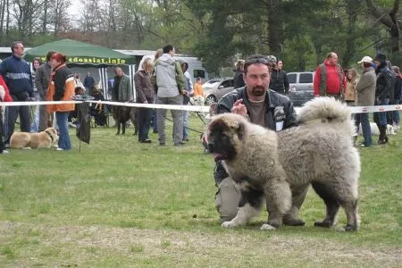 Jus/VN1, tr.šten.-pes