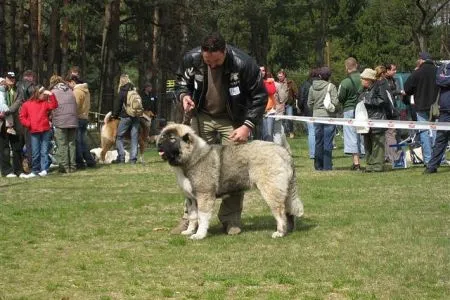 Eurika/VN1, tr. dor.-suka