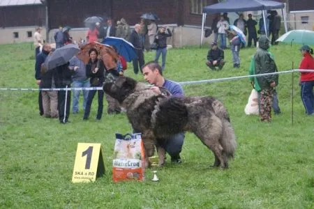 PSY – trieda šampiónov - JUS Elbrus Chán V1, CAC, KV