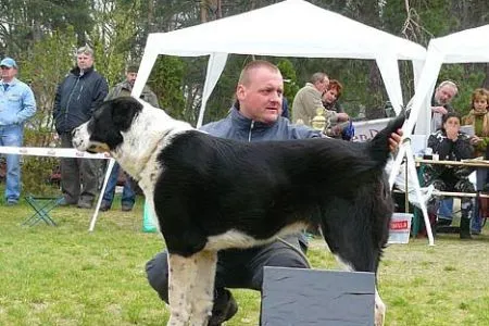 Szafir/VD1, tr.mlad.