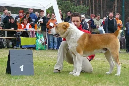 Jangal/VD1, tr.stred.