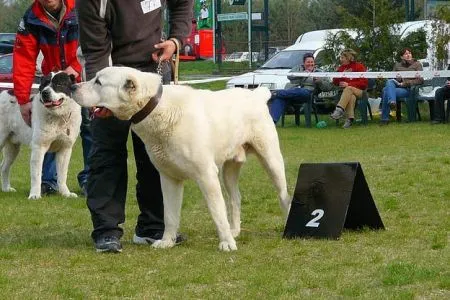 Bondar/V2, tr.oovor.