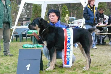 Janga/CAC, stredoeu. víťaz