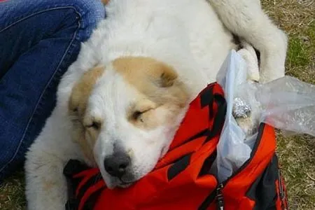 unavený pri fľaši