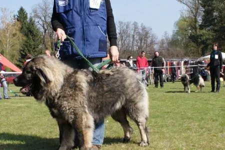 BEA JUSA ze Žďárských lesů