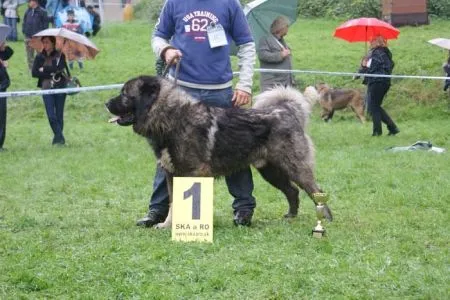 PSY – trieda šampiónov - JUS Elbrus Chán V1, CAC, KV