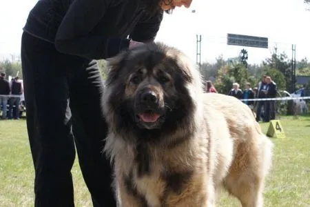 Russkiy Medved GLAFIRA