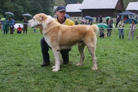 Cebastian Varorud V2, RCAC