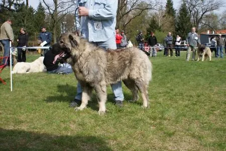 Ersan Echinus