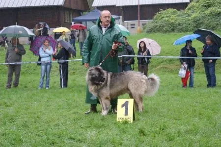 DIAMANT Daur Don - trieda mladých - V1, CAJC, KV mladých