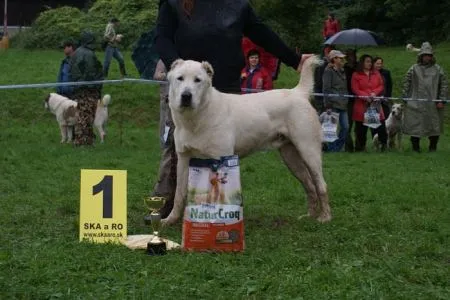 Pushtun Barsuk V1, CAJC, KV mladých
