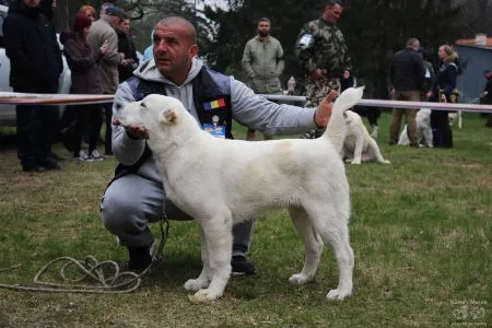 6. Transylvánia Wolf Spirit J-Ruger