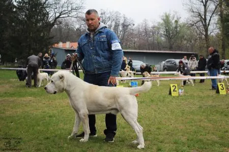 20. Aron Rivaj Dogs