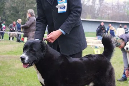 27. Dream Oktopod Kennel