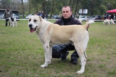 54: CANDAN Chorasan