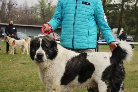 58. JERGUŠ LAPIN Chacalkiz Chenekel