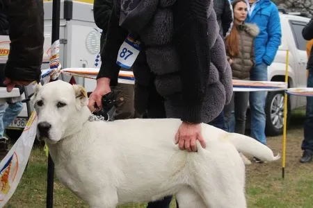 87. HUGGY El-Zhadygay