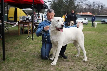 92. ALFA Rivaj Dogs