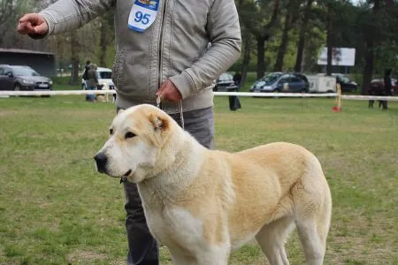 95. CORA Barmedo