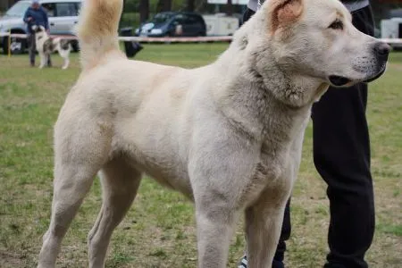 141. Transylvania Wolf Spirit F-XENA
