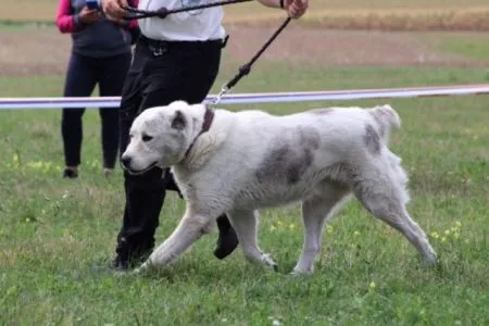 154. Dora Chacalkiz Chenekel