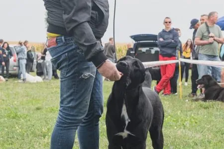 102. Fame Oktopod Kennel