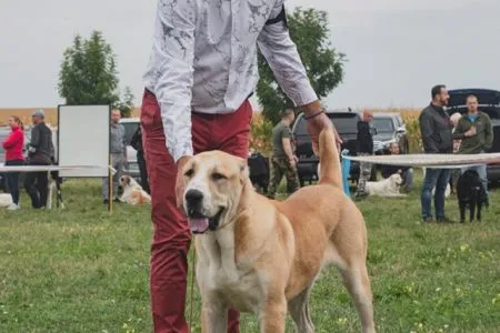 104. Hateria Oktopod Kennel