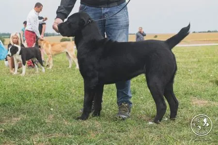102. Fame Oktopod Kennel