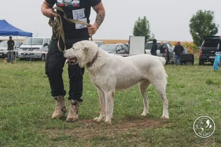 132. Arzuv Goreshmek