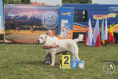 49. Ego Varga Intacto