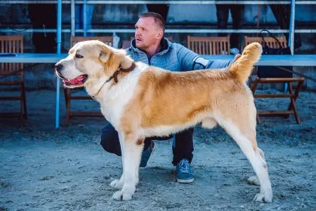 42-CERBERUS-CAO-IT