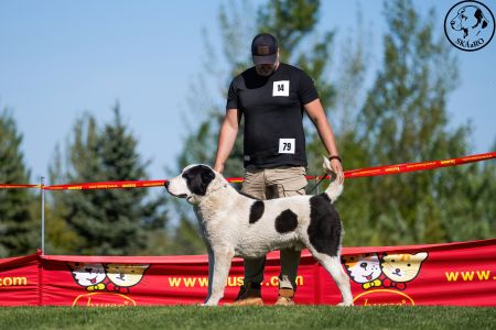 14. Pes	Mladých	GHADIR CAO IT	V3