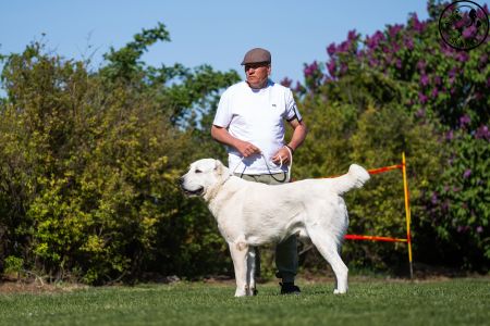 11. 	Pes	Mladých	ASHKABATCHINGIZ	Stredoeurópsky Víťaz