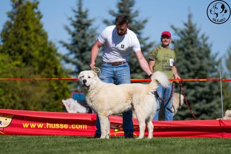 13. 	Pes	Mladých	BARBÁR TIKOSISTAN	V4