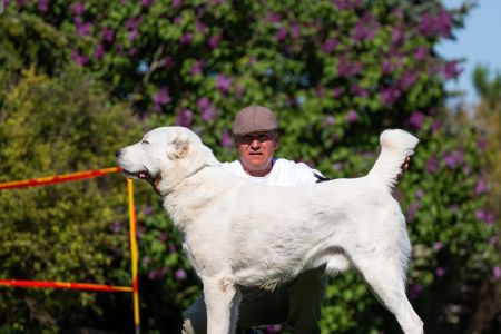 11. 	Pes	Mladých	ASHKABATCHINGIZ	Stredoeurópsky Víťaz