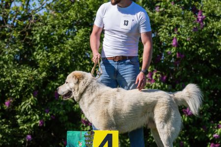 13. 	Pes	Mladých	BARBÁR TIKOSISTAN	V4