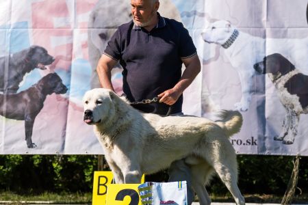 16. Pes	Mladých	RENESMEE TENERIS IRKHAN	V2