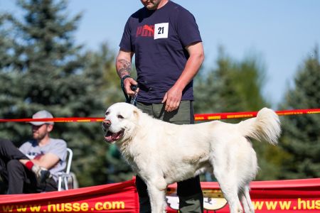 21. Pes	Stredná	RASHAN CHACALKIZ CHENEKEL	VD3