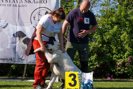 21. Pes	Stredná	RASHAN CHACALKIZ CHENEKEL	VD3