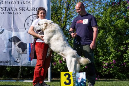 21. Pes	Stredná	RASHAN CHACALKIZ CHENEKEL	VD3