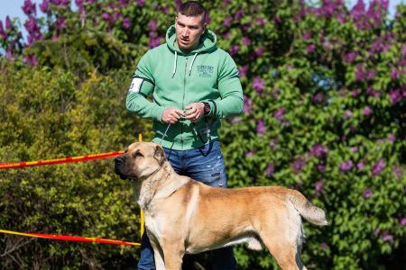 23.  	Pes	Otvorená	FARAON BALI-BEJ	V4