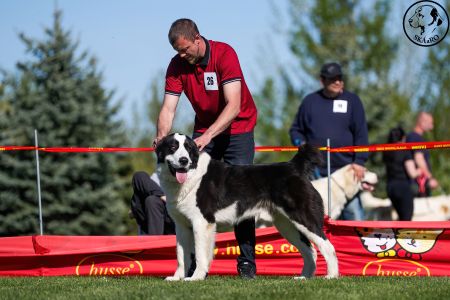 26. 	Pes	Otvorená	LOKI-BURI-AL-BASAR	V2, Res.CAC