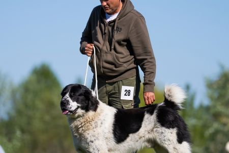 28. 	Pes	Otvorená	RENESMEE TENERIS GALAN	V3