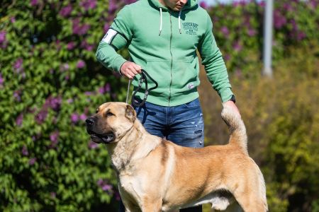 23.  	Pes	Otvorená	FARAON BALI-BEJ	V4