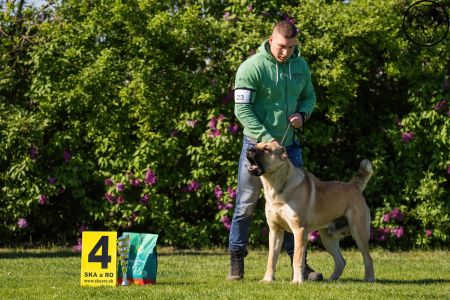 23.  	Pes	Otvorená	FARAON BALI-BEJ	V4