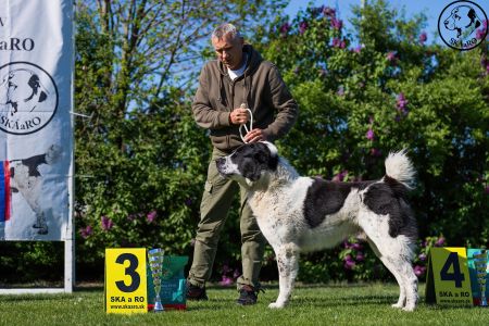 28. 	Pes	Otvorená	RENESMEE TENERIS GALAN	V3