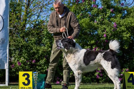 28. 	Pes	Otvorená	RENESMEE TENERIS GALAN	V3