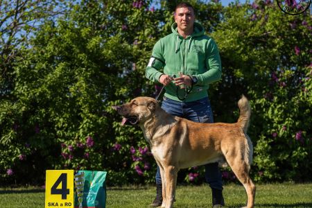 23.  	Pes	Otvorená	FARAON BALI-BEJ	V4