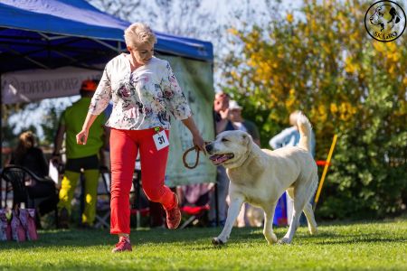 Pes	Šampiónov	ASAN OD TATIER K DUNAJU	Stredoeurópsky Víťaz, V1, CAC, BOS